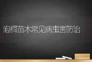 生菜新品种罗莎生菜