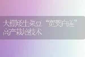 大棚矮生菜豆“宽荚白莲”高产栽培技术