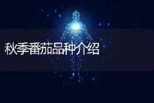 秋季番茄品种介绍