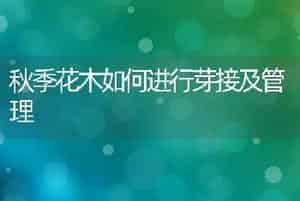 荷花栽培技术问题与对策