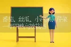 番茄、丝瓜、小白菜、芹菜一年四熟高效栽培