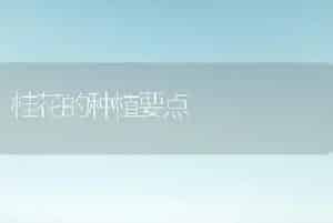 桂花的种植要点