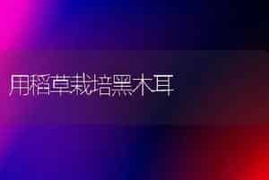 用稻草栽培黑木耳
