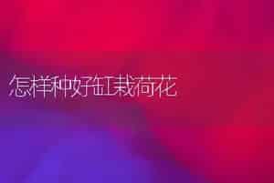 怎样种好缸栽荷花