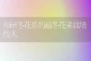 郑研冬花系列越冬花菜栽培技术