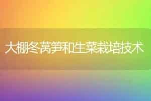 大棚冬莴笋和生菜栽培技术