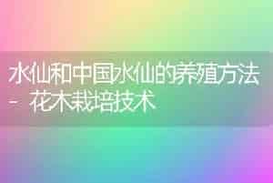 水仙和中国水仙的养殖方法-花木栽培技术
