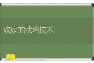 玫瑰的栽培技术