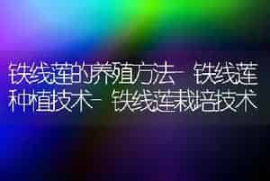铁线莲的养殖方法-铁线莲种植技术-铁线莲栽培技术