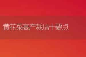 黄花菜高产栽培十要点