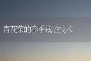 青花菜的春季栽培技术