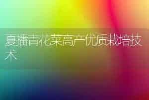 夏播青花菜高产优质栽培技术