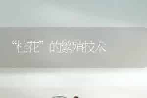 “桂花”的繁殖技术