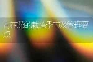 青花菜的栽培季节及管理要点