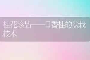 桂花珍品——日香桂的盆栽技术