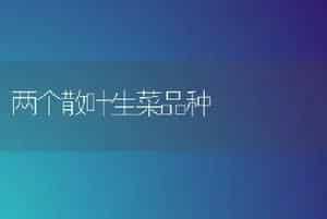 两个散叶生菜品种