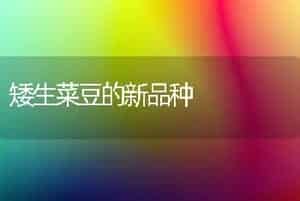 矮生菜豆的新品种
