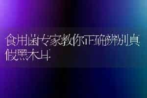 食用菌专家教你正确辨别真假黑木耳