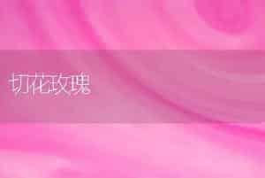 切花玫瑰