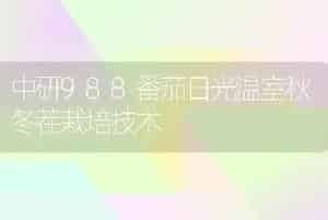 中研988番茄日光温室秋冬茬栽培技术