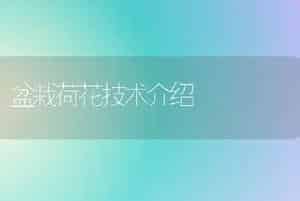 盆栽荷花技术介绍