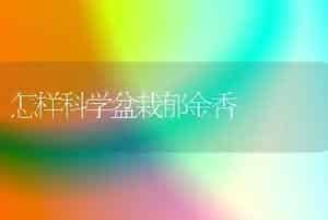 怎样科学盆栽郁金香