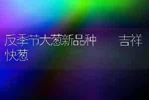 反季节大葱新品种――吉祥快葱