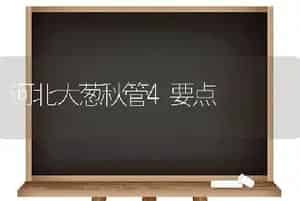 河北大葱秋管4要点