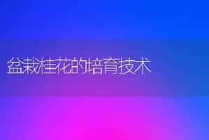 盆栽桂花的培育技术
