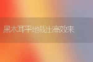 黑木耳平地栽出高效来
