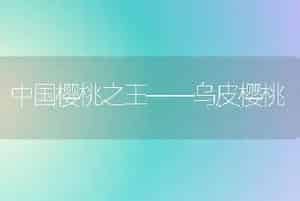 中国樱桃之王——乌皮樱桃