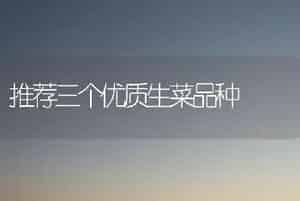 推荐三个优质生菜品种