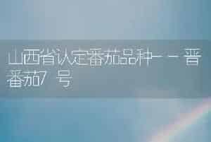 山西省认定番茄品种--晋番茄7号