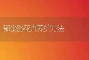 郁金香花卉养护方法