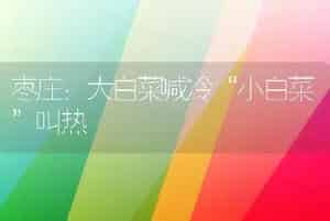 枣庄：大白菜喊冷“小白菜”叫热