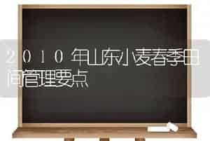 反季节大葱的新品种吉祥快葱