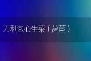 万利包心生菜（莴苣）