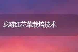 龙游红花菜栽培技术