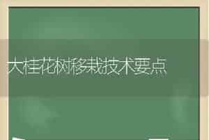 大桂花树移栽技术要点