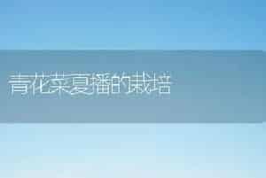 青花菜夏播的栽培
