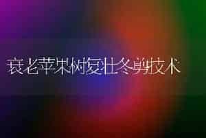 碗莲的种植技术