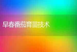 早春番茄育苗技术