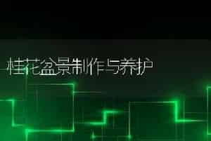 桂花盆景制作与养护
