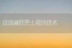 玫瑰基质无土栽培技术