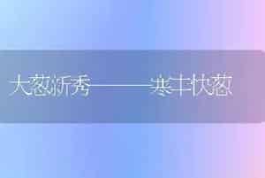 大葱新秀———寒丰快葱