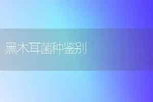 黑木耳菌种鉴别