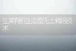 生菜有机生态型无土栽培技术