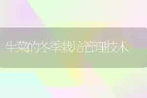 生菜的冬季栽培管理技术