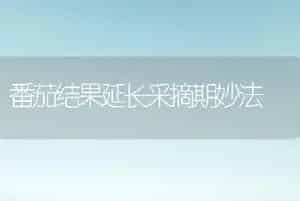 番茄结果延长采摘期妙法