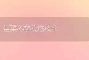 生菜冬季栽培技术
